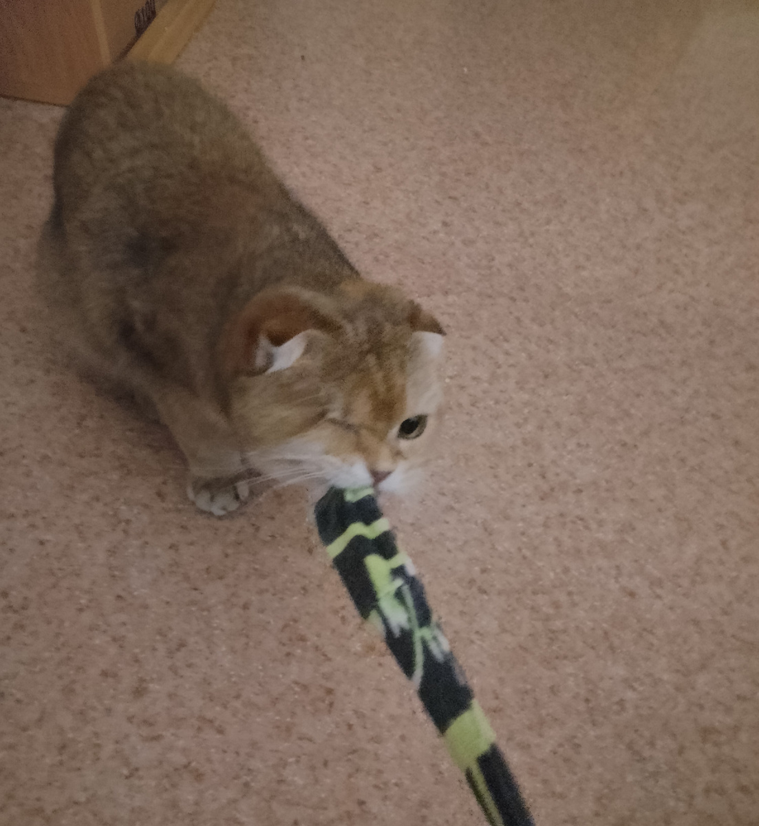 Вторая любимая игрушка, пояс от моего халата