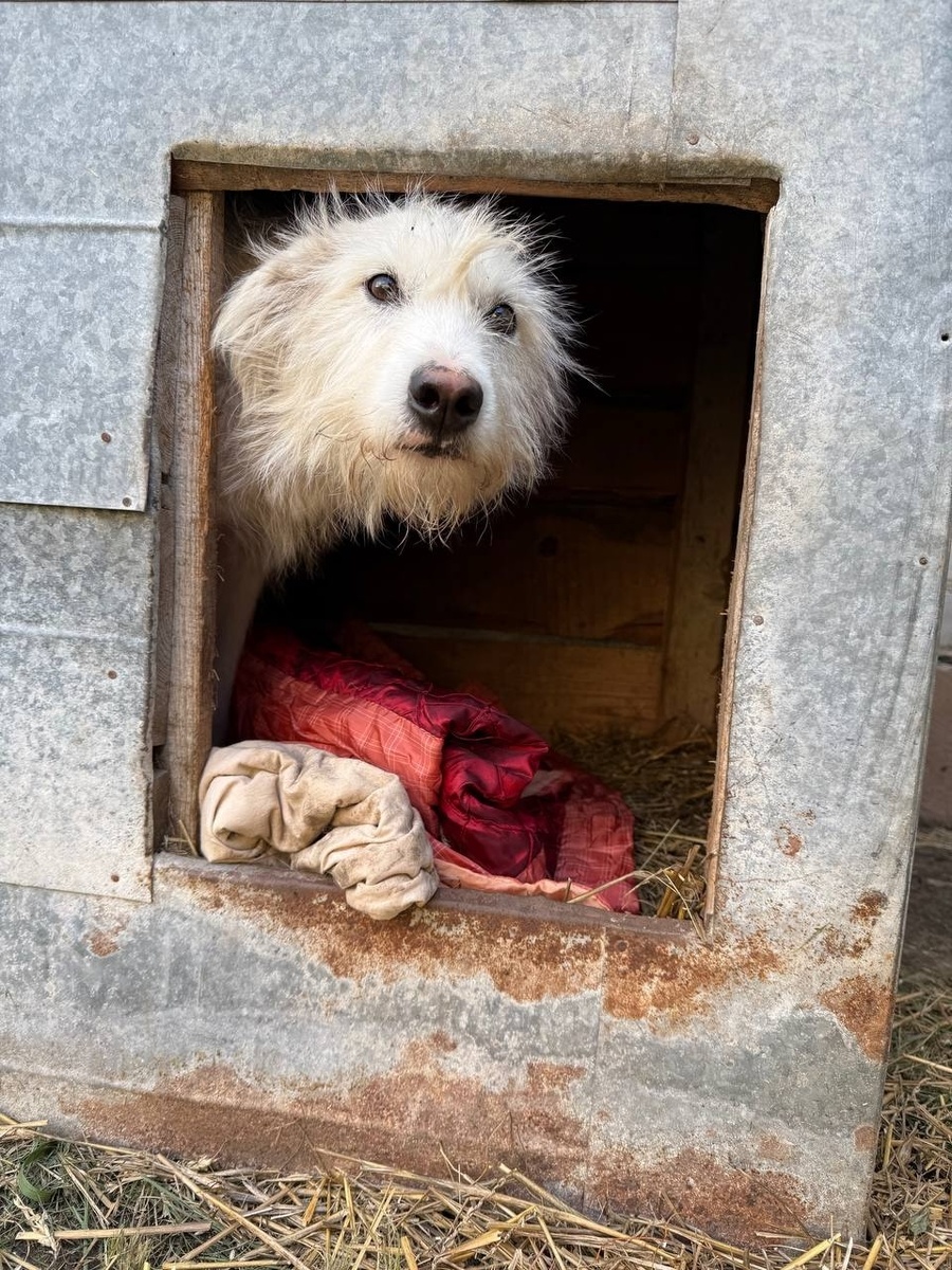 Белка на съемном участке. Фото из архива автора