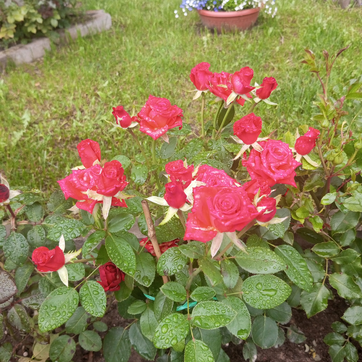 Розы у школы, в которой учится сын. 