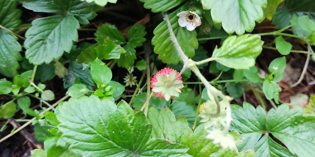 Что необычного на даче в средней полосе 04.11.25