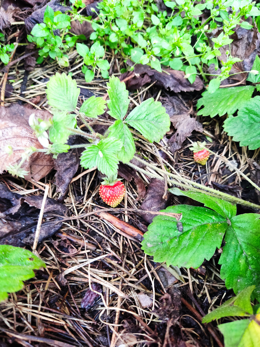 Я уже даже прополку забросила.