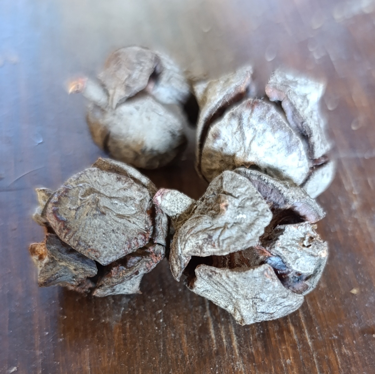 Шишки кипариса