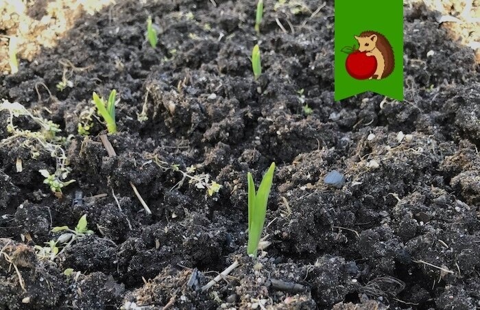 Озимый чеснок пророс осенью: не паникуйте – вот что надо сделать!