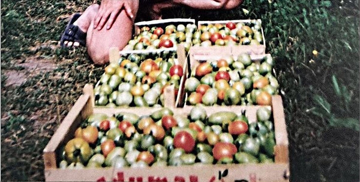 Фото №1. Начало, один из первых урожаев. 1998 г.: ок. 30 кг с 10 кв. м.            https://vk.com/photo-159774511_457273357