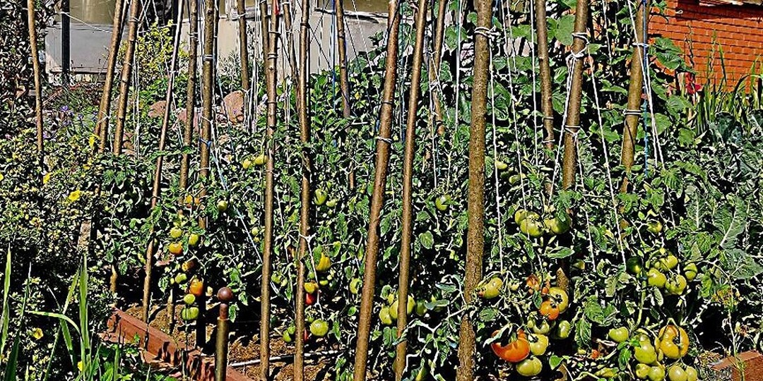 Как увеличить урожайность томатов с 3 до 40 кг с одного кв. м.: уникальная методика выращивания томатов от Василия Корнилова