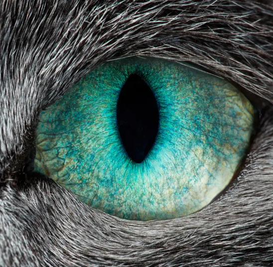 Глаз кошки вблизи