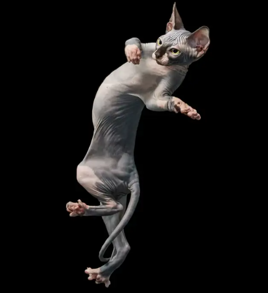 Валентайн кот сфинкс