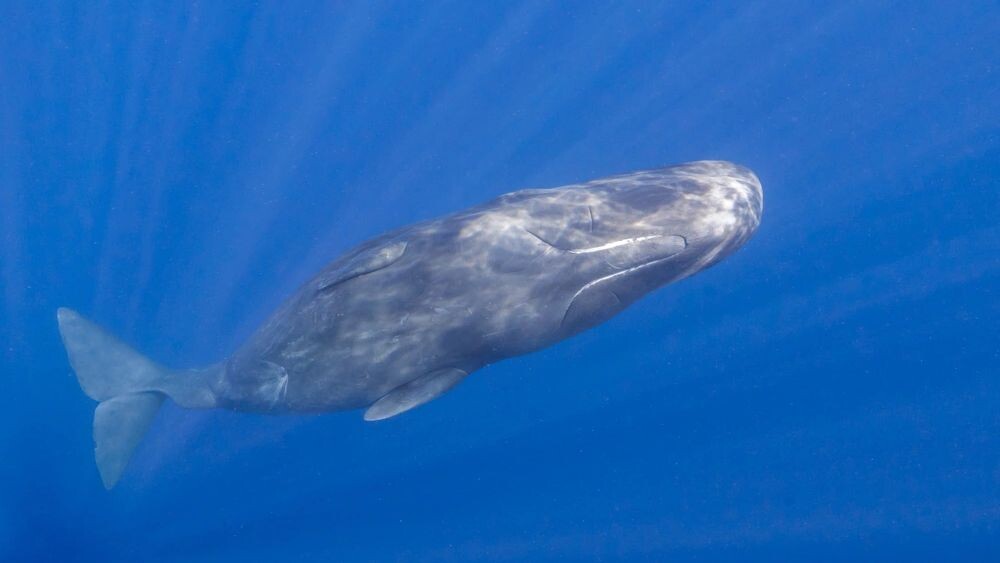    Фото: Lea Kari/Shutterstock/Fotodom