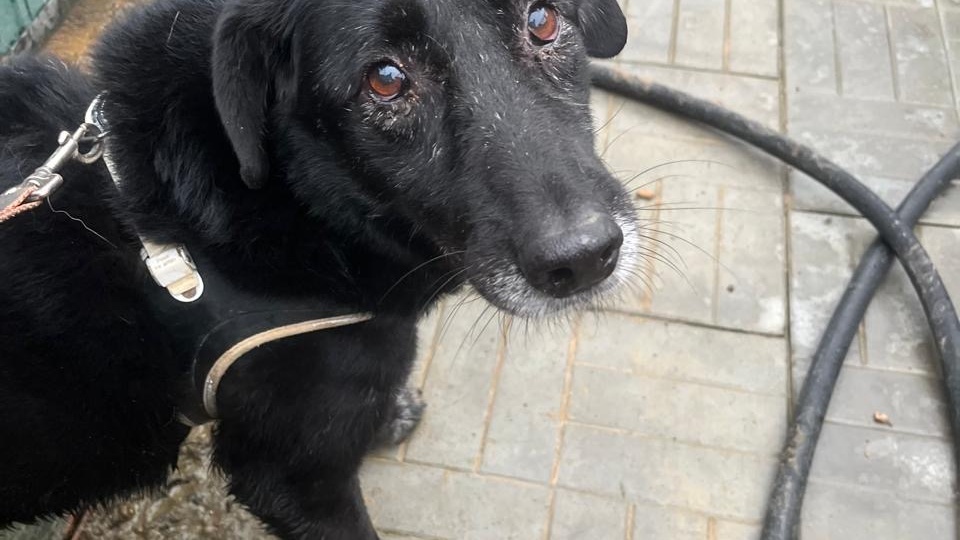 🐾 Новости из приюта: Сабина и Дэрик