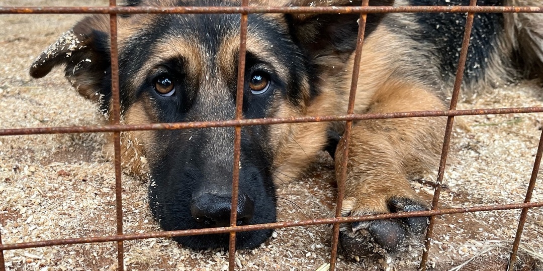 Объединяемся ради хвостиков: день Стольника в приюте