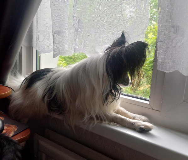 Как рушатся стереотипы по выгулу собаки на пеленке