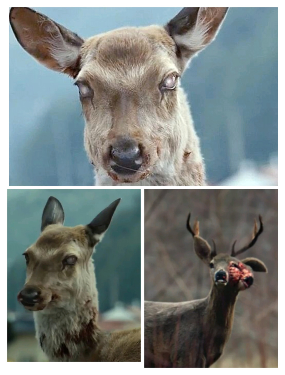 «Эти кадры вызвали панику в соцсетях — но цифровая экспертиза показала, что 90% из них созданы нейросетями»