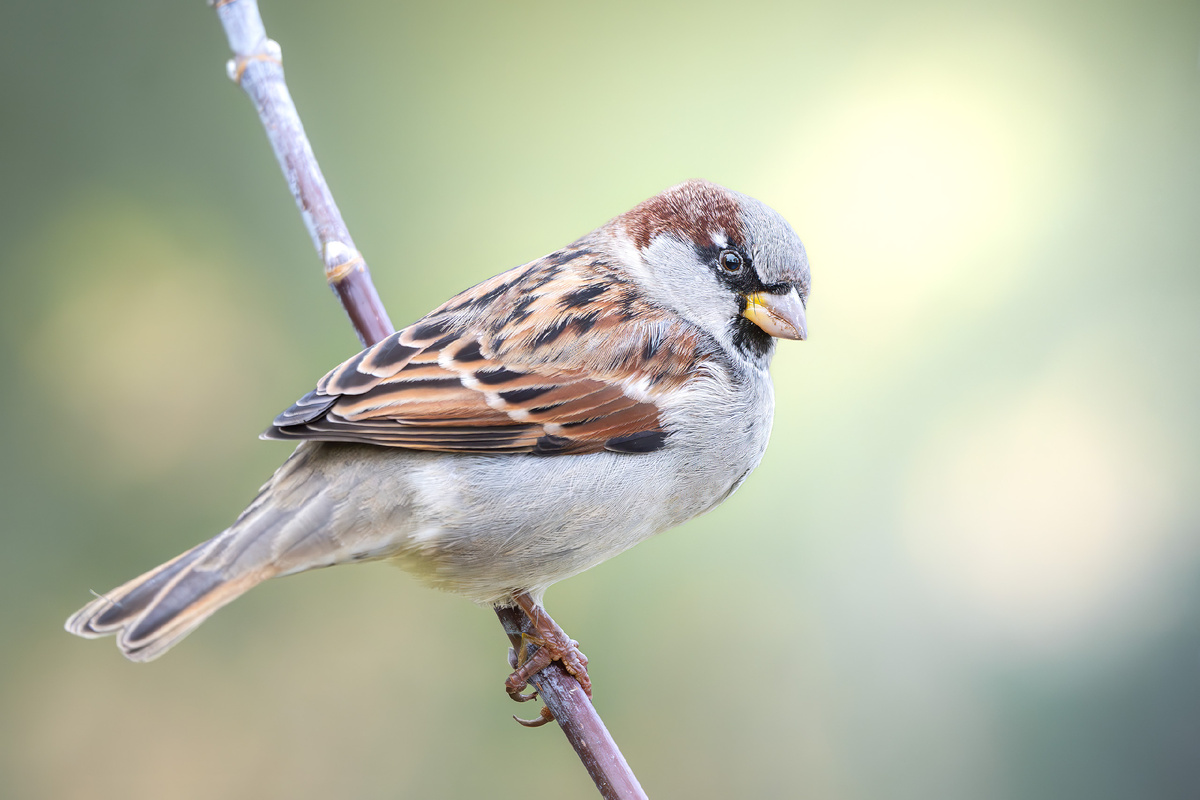 Домовой воробей - никогда ещё не появлялся на моих фото - а красавец же!