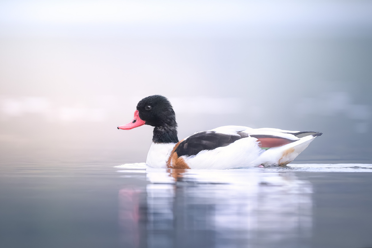 Пеганка в тумане
