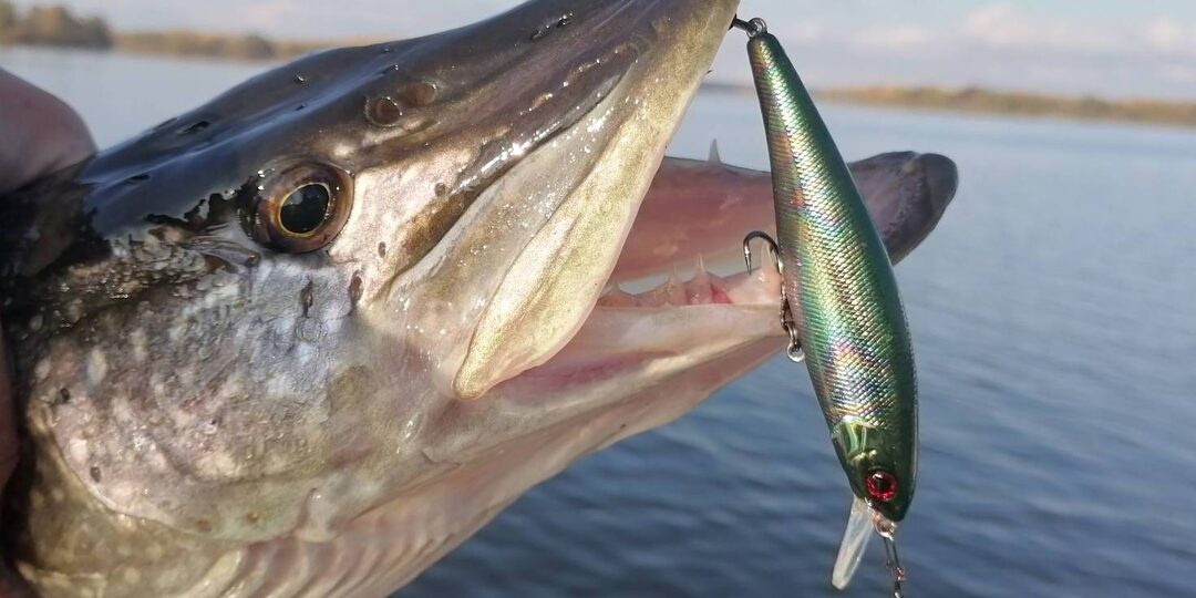 Осень на Волге. Часть третья. Воблеры против джига