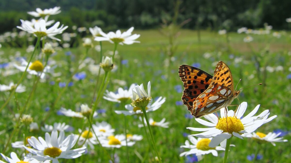 Взято из: Яндекс Картинки