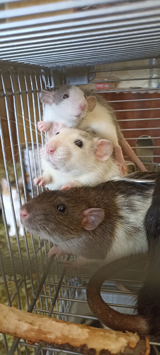 Мои декоративные  крыски) Муж захотел и теперь у нас их 8. 