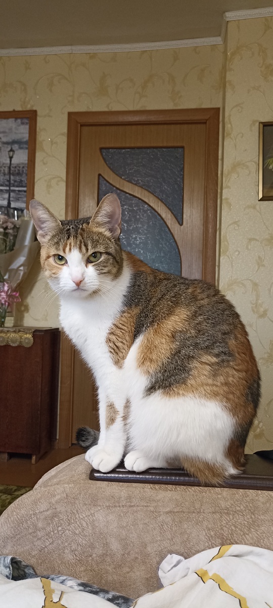 Моя кошка Тейя. 