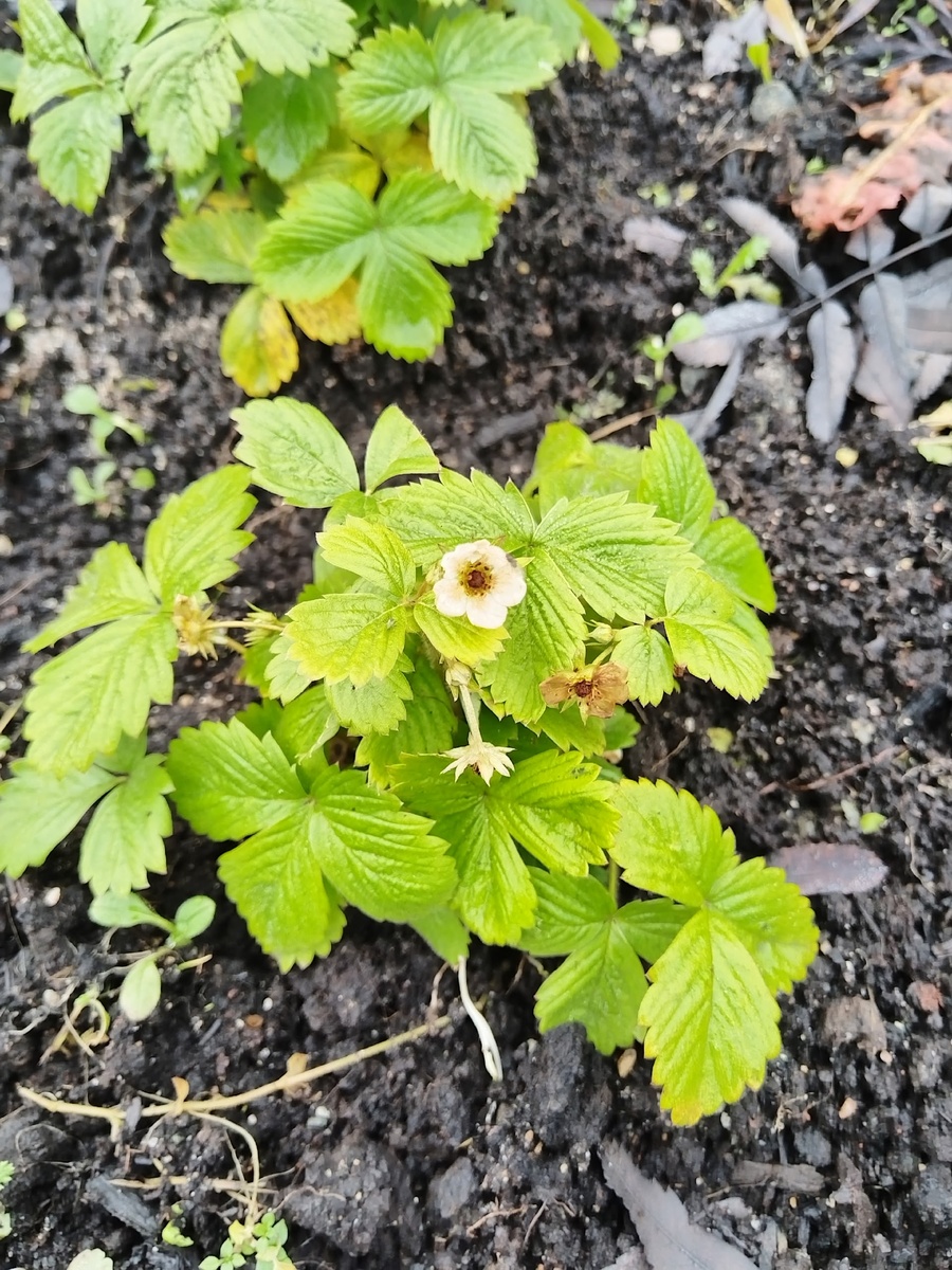    читатель "Фактора"