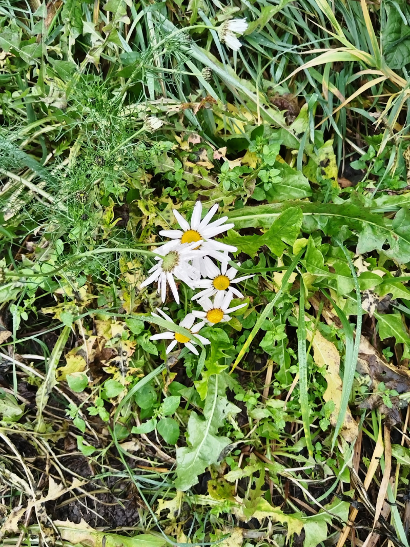    Земляника зацвела в ноябре в Карелиичитатель "Фактора"