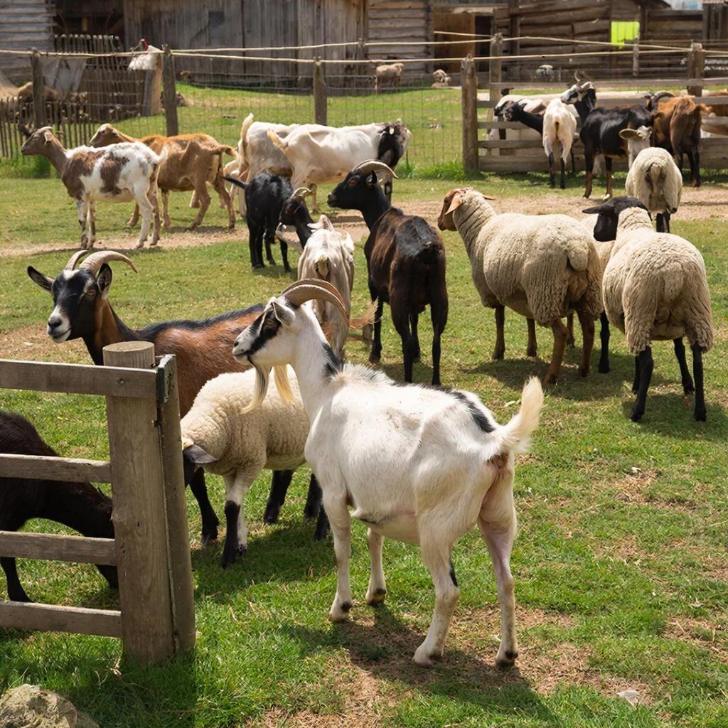 Фермерская коммуналка. Изображение сгенерировано сервисом GigaChat 