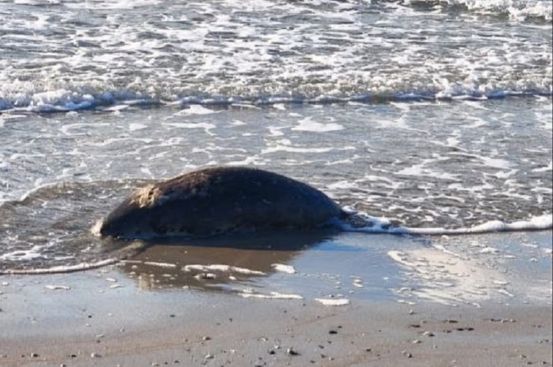 Фото пресс-службы департамента экологии Мангистауской области Казахстана