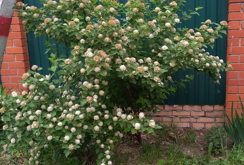 Пузыреплодник и спирея: как я заново открыла для себя старые растения