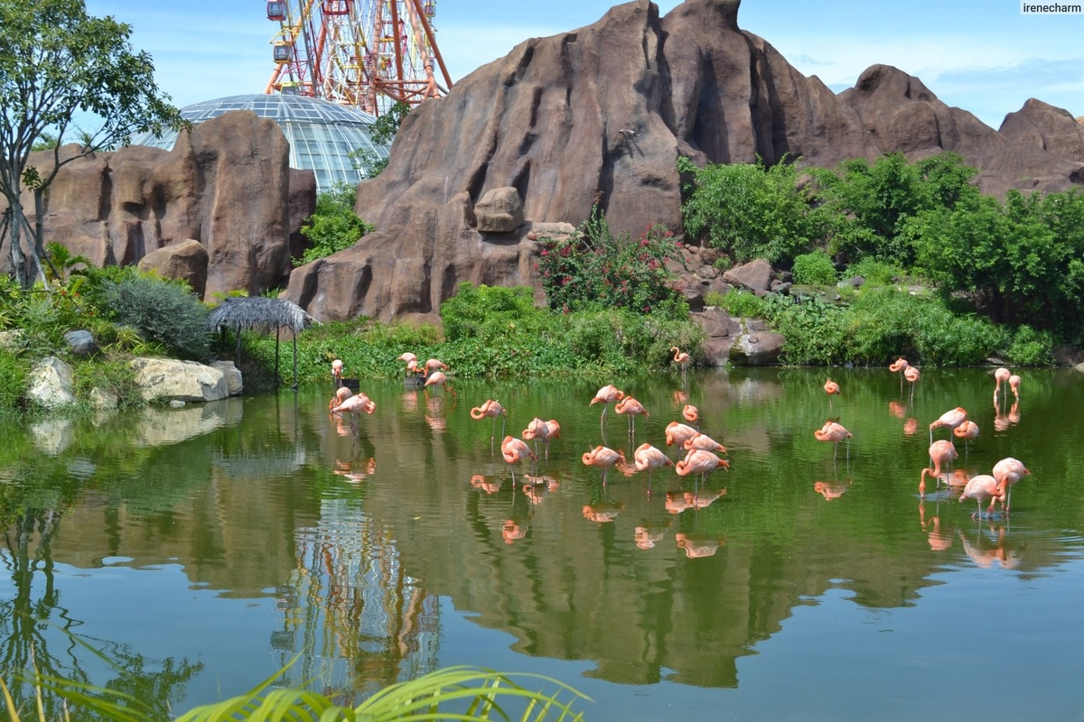 Розовые фламинго в зоопарке Vinpearl Нячанг