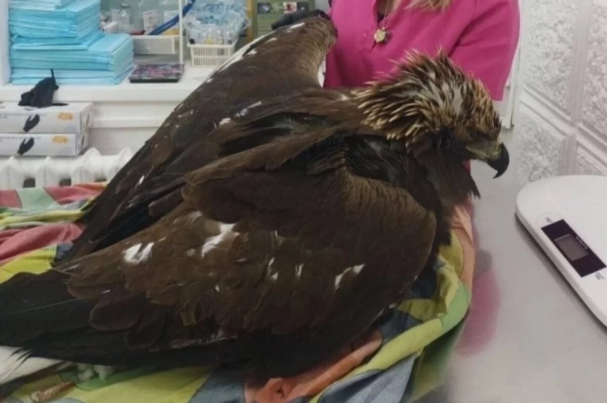    Омский блогер безуспешно пытался спасти жизнь краснокнижного беркута