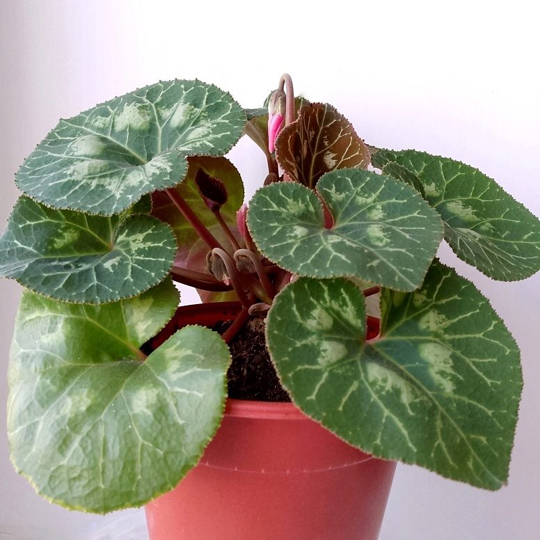 Вот такая красота, спустя два месяца, после пересадки