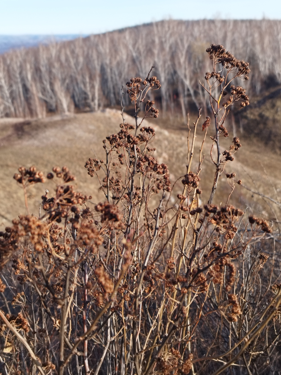 Эта и последующие фотографии сделаны четыре дня назад во время моей прогулки по Торгашинскому хребту