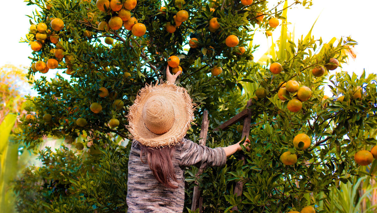     Фото: Marciobnws/Shutterstock/FOTODOM Сегодня эти фрукты выращивают в десятках стран с тропическим и субтропическим климатом