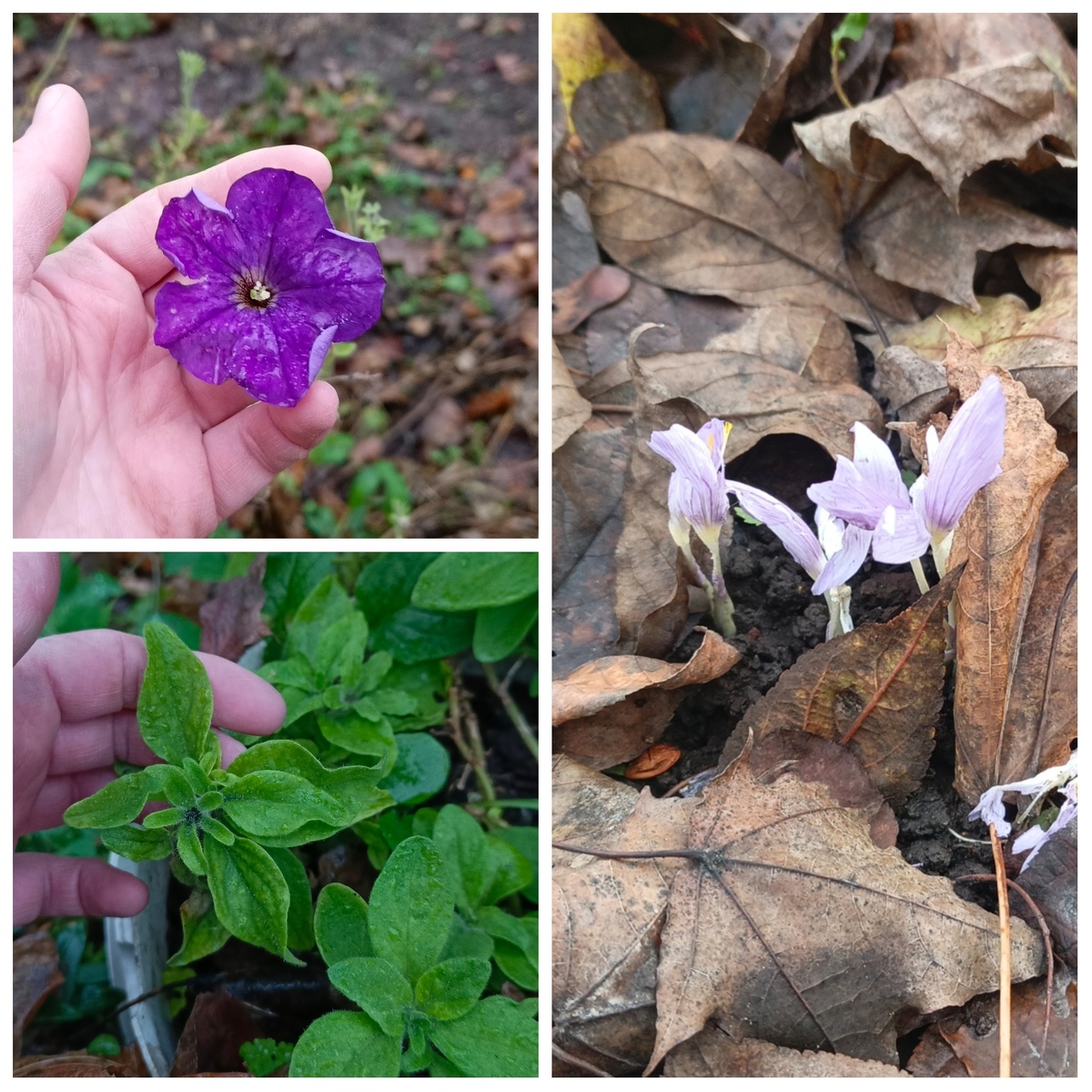 Махровая крупная петуния вся в бутонах. Может, перебазировать ее домой, пока не стукнули морозы?