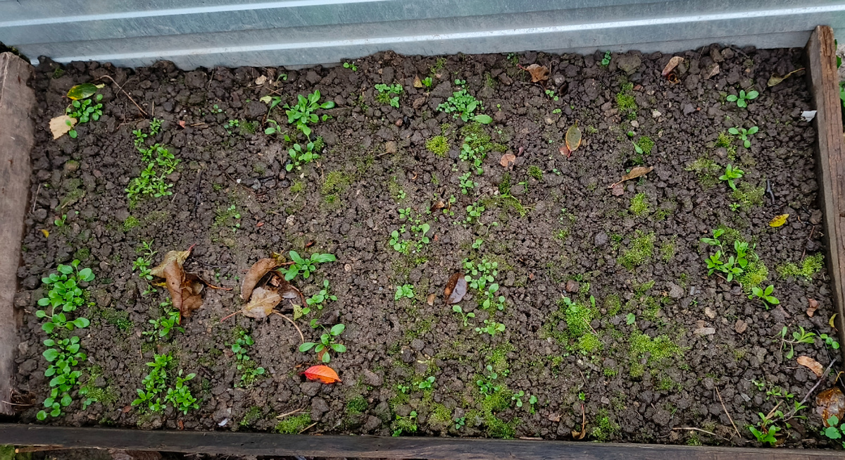 Маргаритки, незабудки, виолы, гвоздики, колокольчики. Всего 9 или 10 рядочков цветов