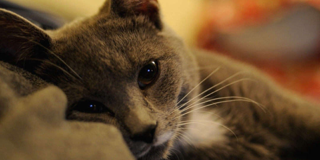 Кошка приносила еду в пустую комнату — туда, где раньше спала хозяйка