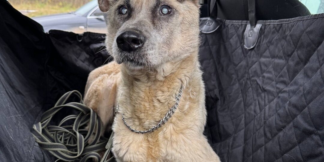 Бимка. Лечить Нельзя Отпустить. Где поставить запятую