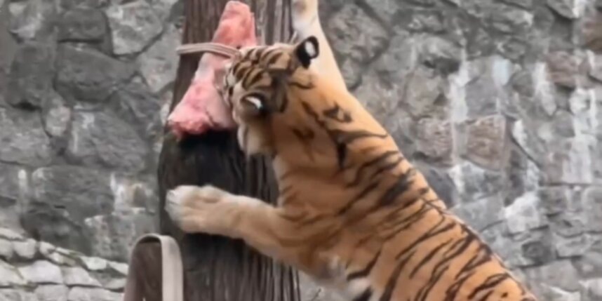    скриншот видео t.me/lenzoopark