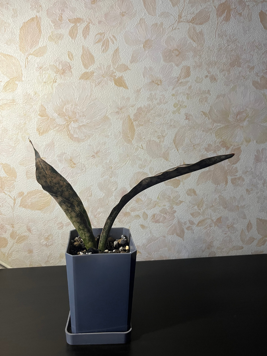 Сансевиерия Copper tone