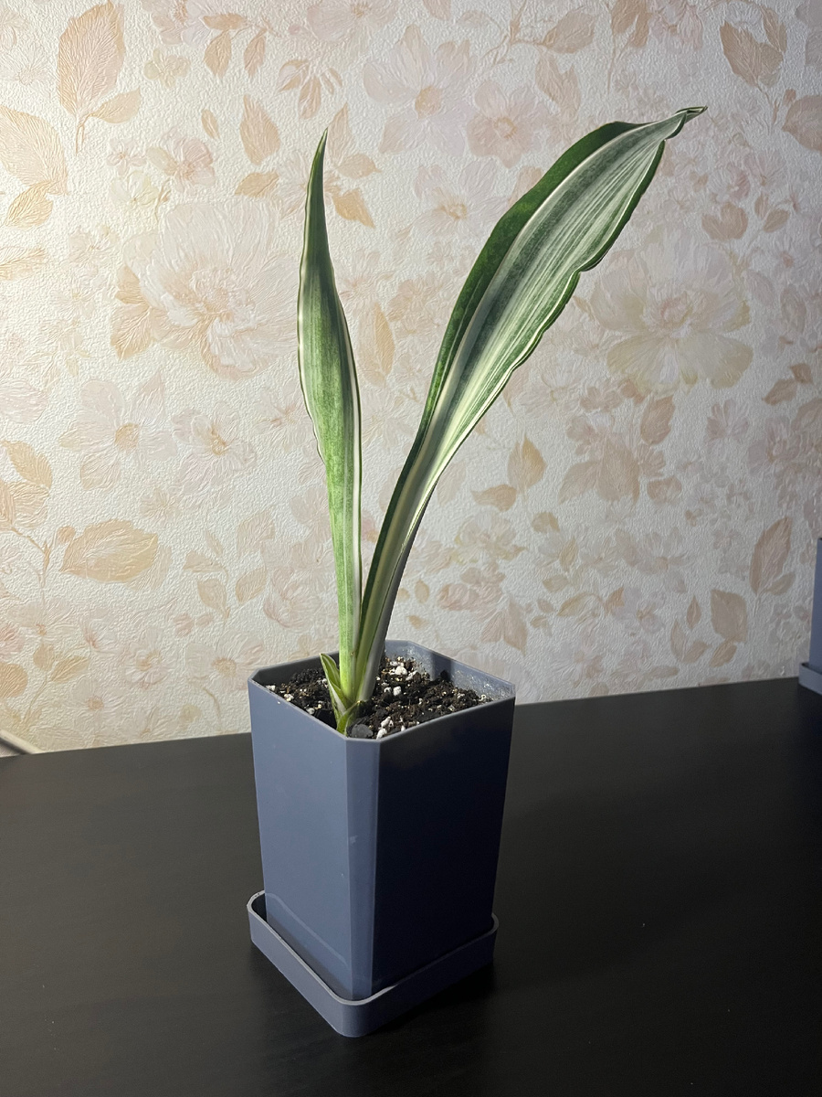 Сансевиерия Марлоу