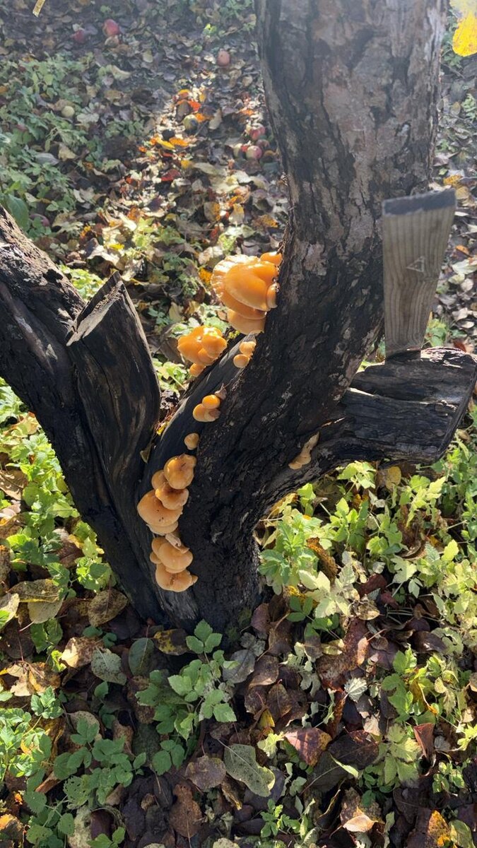 Грибочки выросли на дереве 🤷‍♀️