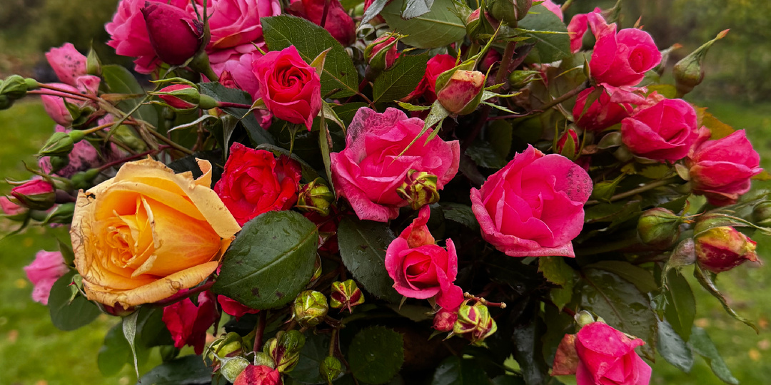 Укрытие роз🌹