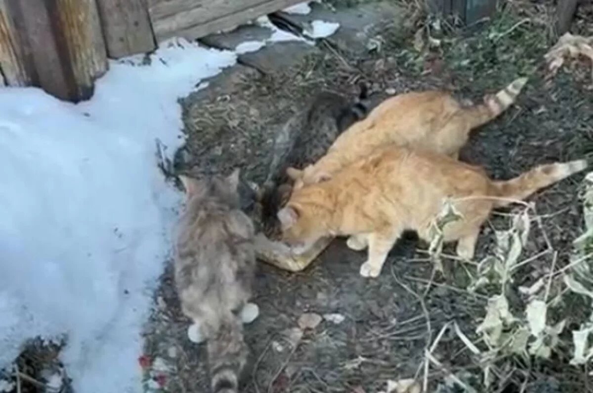    В Новосибирской области ищут новый дом для кошек, оставшихся без хозяина