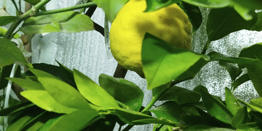 Подготовка цитрусовых растений к зиме. Особенности ухода в осенне-зимний период