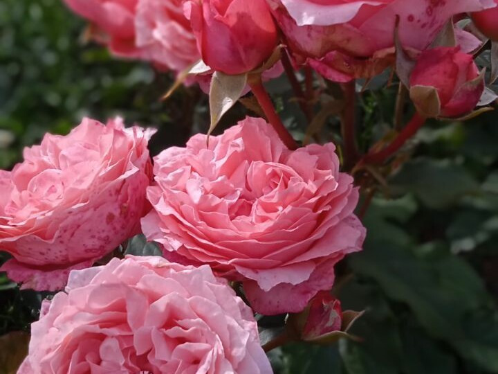 Розы коралловые.