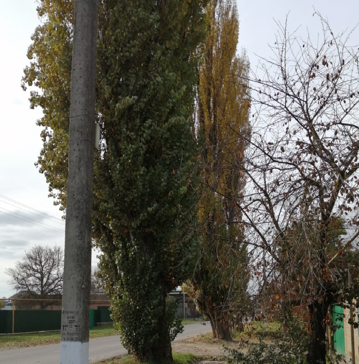 Этот тополь растёт перед моим родительским домом, я его помню ещё со своего детства