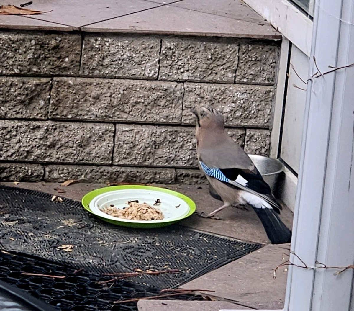 Сойка обыкновенная
