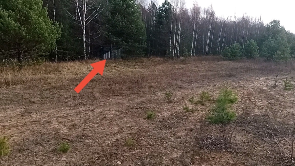 Фото из леса. 