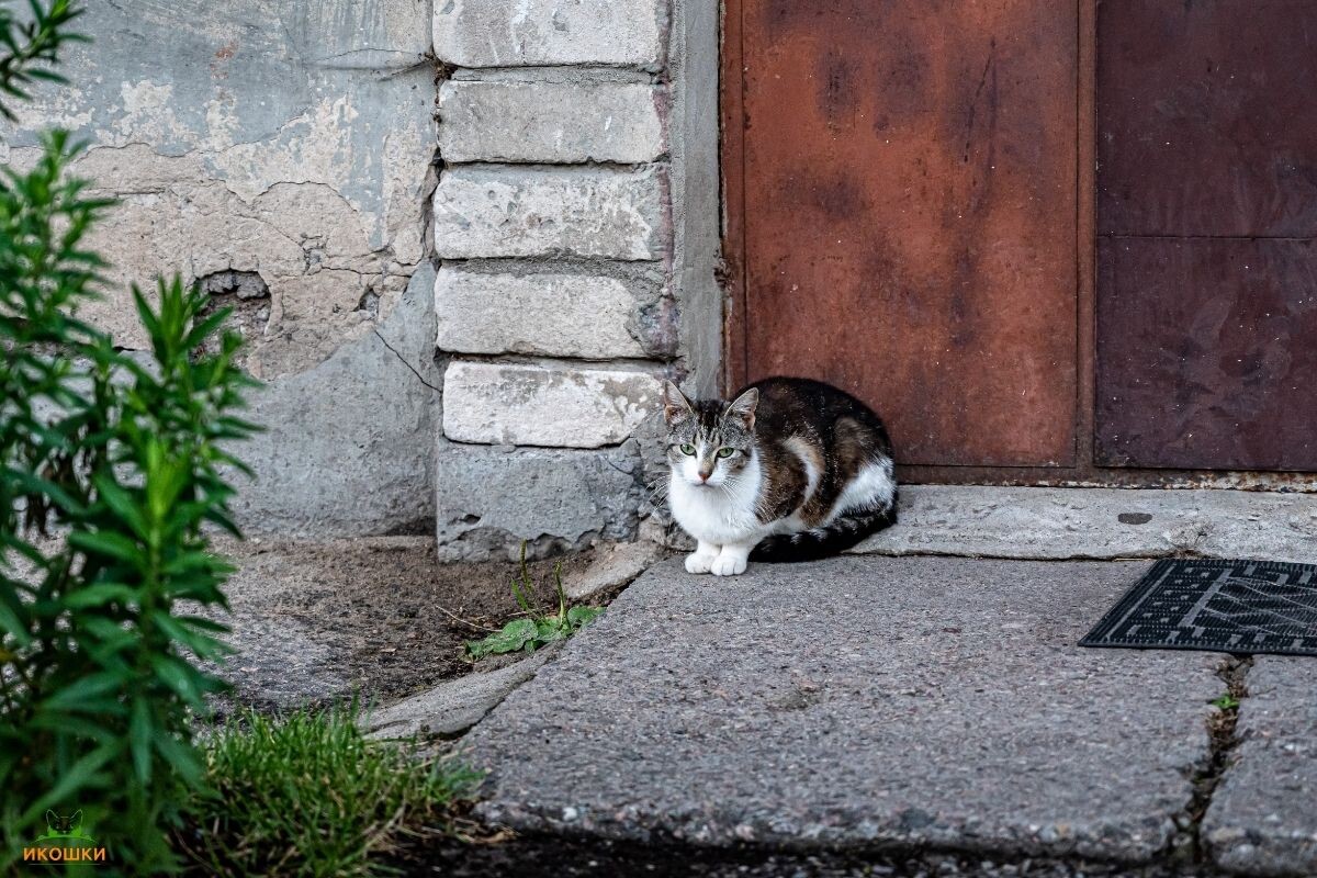 Бездомная кошка у подъезда 