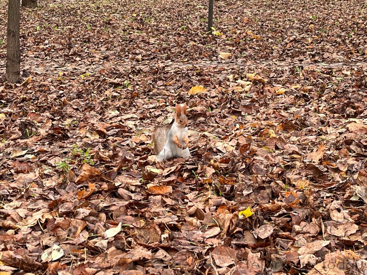 Ноябрь 2025 года в Лефортовском парке