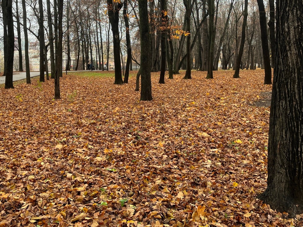 Ноябрь 2025 года в Лефортовском парке